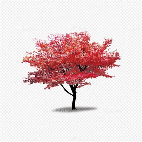 红色枫树图片素材免费下载 - 觅知网