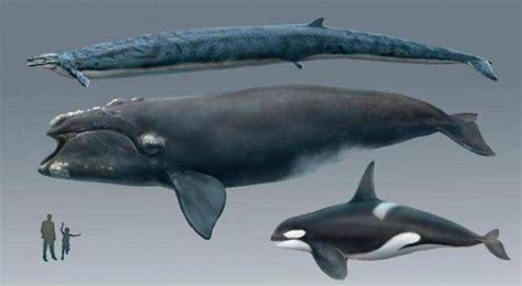 世界上最大的鲸鱼都有哪些推荐_排行榜ABC
