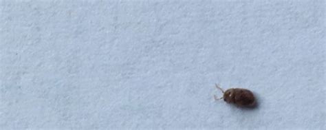 家里最近卧室的墙上经常出现这样的虫子，请问谁知道是什么？改怎么祛