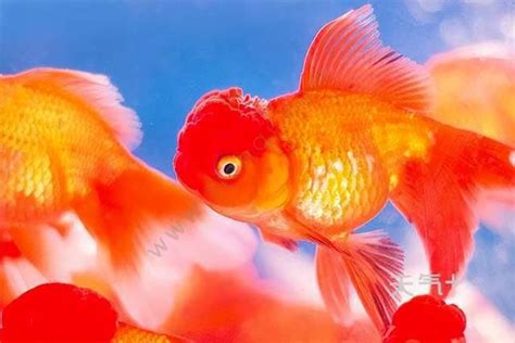鱼的记忆只有7秒？金鱼能记住1年前吸管的颜色，网友：比我强！_腾讯视频