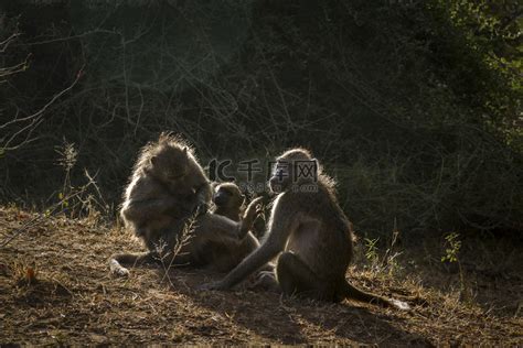 南非克鲁格国家公园的查克马狒狒高清摄影大图-千库网