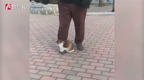 猫咪在男主人身上踩奶，只是踩的位置有点特别，男不能养猫啊