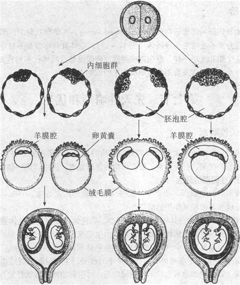 598.单卵细胞球2(双卵细胞球)超能力属性~图片