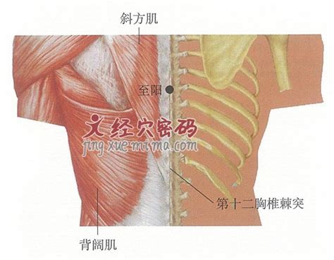 至阳的准确位置图图片 至阳的准确位置图图片