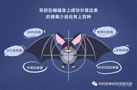 抗疫解惑专题科普 | 疫情下的蝙蝠专访-揭秘蝙蝠携带病毒却不发病的隐情-和元生物