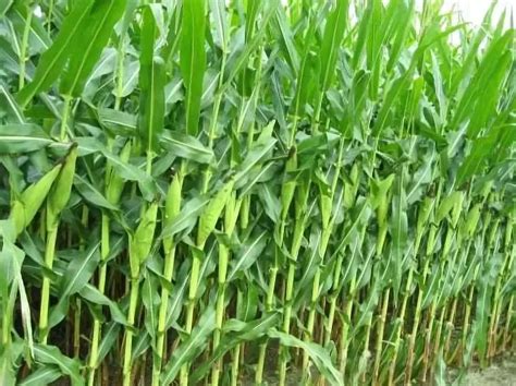 首个高产、抗倒伏、抗旱适宜粒收玉米新品种，平均亩产923.6公斤_种植