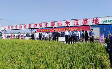 水稻专家,水稻种植业,水稻(第8页)_大山谷图库