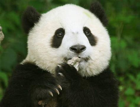 穿山甲升至国家一级保护动物-新闻中心-温州网
