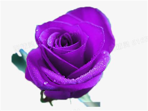 紫色玫瑰图片免费下载_PNG素材_编号z09i34xnz_图精灵