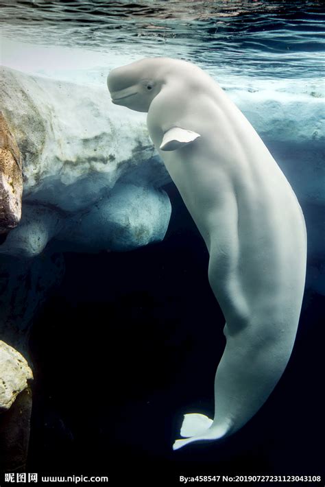 动物竟也是看脸的！白鲸浮出水面露出完美腹肌，雌性白鲸为之疯狂|腹肌|白鲸|水面_新浪新闻