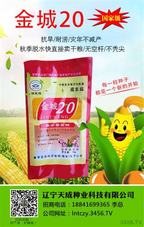 北京基地玉米考种 - 北京中农绿桥科技有限公司|玉米种子|番茄种子|蔬菜种子