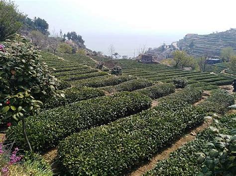 “崂山茶”品牌矩阵再扩大，青岛崂山区新增3家山东省知名农产品企业产品品牌|界面新闻