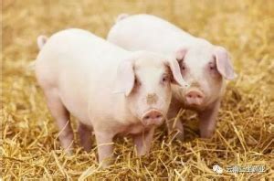 本人长期出售仔猪 重量30-50斤仔猪价格 好品种选树利 放心饲养