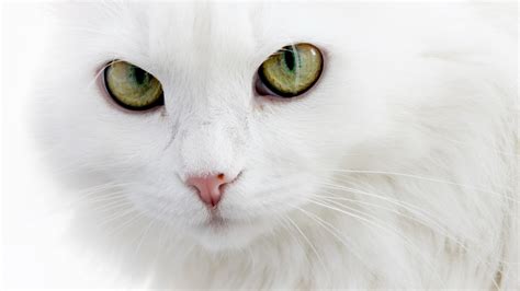 英短纯白猫和土猫纯白的区别 白猫千万不能养_狸花猫 - 养宠客