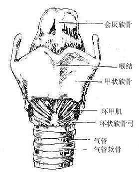 喉部结构图图片