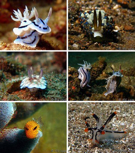 水下活珠宝：海洋最华丽的“鼻涕虫” - 海洋财富网
