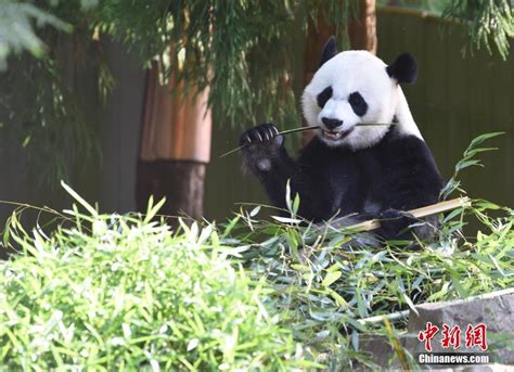 “小奇迹”你好！旅美大熊猫“美香”幼崽有新名字了 | 北晚新视觉