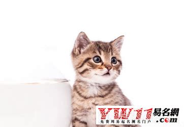 日本好听的猫名字-日本好听的猫名字有哪些(日本猫猫怎么取名？推荐这些好听的名字！)-酷派宠物网