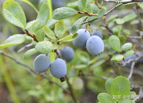 蓝莓有哪些品种 —【发财农业网】
