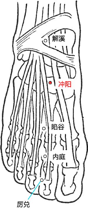 趺阳脉位置图解图片