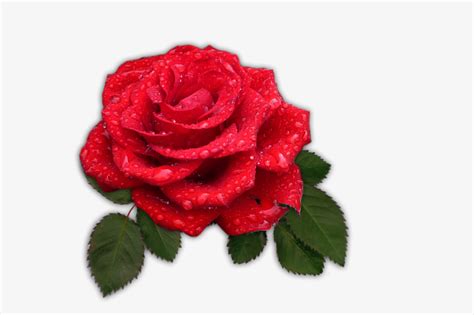 一朵红玫瑰-快图网-免费PNG图片免抠PNG高清背景素材库kuaipng.com