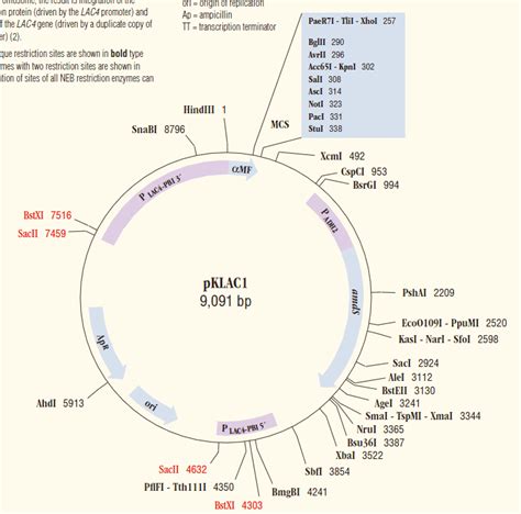 pcDNA3.1-3xFlag载体_质粒图谱 - 优宝生物