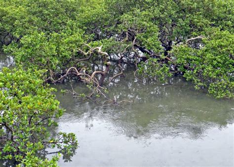 保护红树林，让“海岸卫士”屹立不倒 _湿地保护_www.shidicn.com