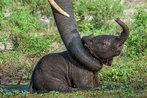 小象跟着象妈妈过河，小象：妈妈水深吗？象妈妈：不深刚到大腿！|小象|大腿|水深_新浪新闻
