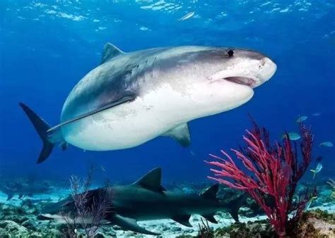 鲨鱼有哪些种类 - 知百科
