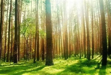 中国林业物资有限公司 > 企业概况 > 企业介绍