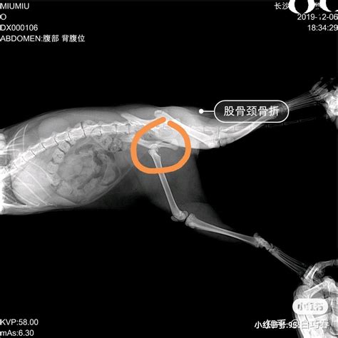 猫咪股骨颈骨折#手术# - 知乎