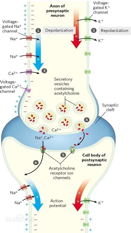 Cell Reports：电压门控钠离子通道缺失导致神经元兴奋性增加|基因_新浪新闻