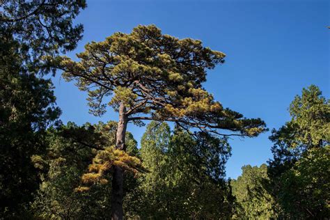 松柏风景图片大全大图,松柏图片大全大图,风景图片大全大图(第3页)_大山谷图库