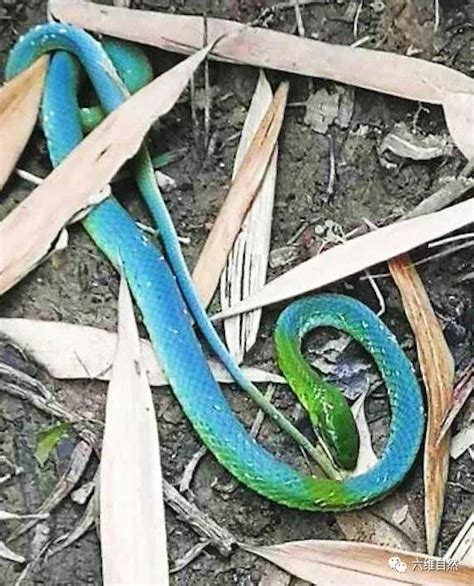 贵州野外拍摄到一条绿头蓝身的蛇，可能是翠青蛇蓝化，或蛇已死亡_蓝色