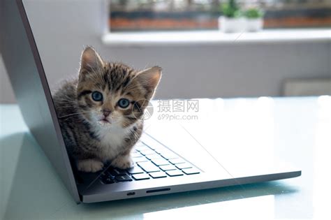 “吸猫”首选，IQUNIX超萌猫咪键盘机械M80_原创_新浪众测