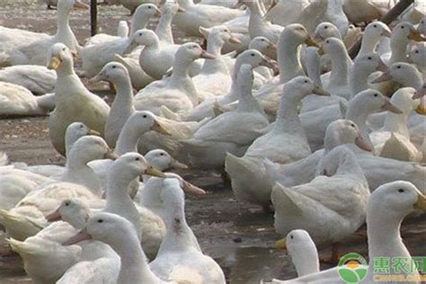 山东种鸭联盟：取消鸭苗市场“反向押金”，避免盲目扩大产能 - 羽绒金网