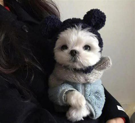 非主流狗头像