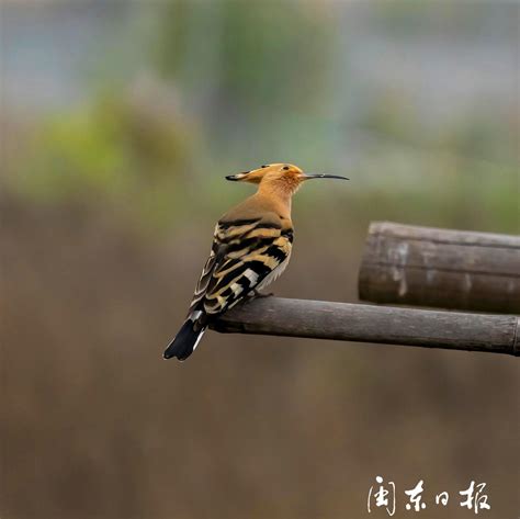 鼓岭7年记录到121种鸟类 包括国家二级保护动物-社会- 东南网