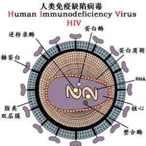 图2. 1型艾滋病病毒（HIV-1）和2型艾滋病病毒（HIV-2）