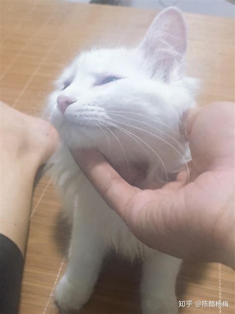 可爱猫咪的白色猫咪_素材公社