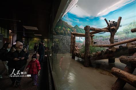 莫斯科动物园：观赏大熊猫“如意”和“丁丁”的游客络绎不绝【3】--图片频道--人民网
