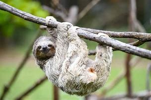 dead sloth in tree,Se voc j se deparou c
