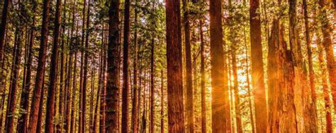 木材百科| 红皮云杉（Picea koraiensis）木材材性及构造特征的识别【批木网】 - 木业大全 - 批木网
