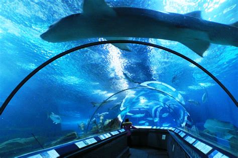 2019吉隆坡水族馆-旅游攻略-门票-地址-问答-游记点评，吉隆坡旅游旅游景点推荐-去哪儿攻略