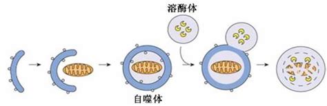 自噬是细胞维持稳态的一种重要机制，通过自噬可清除细胞内错误折叠或聚