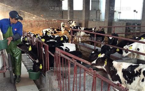 奶牛棚养殖场高清图片下载-正版图片507705379-摄图网