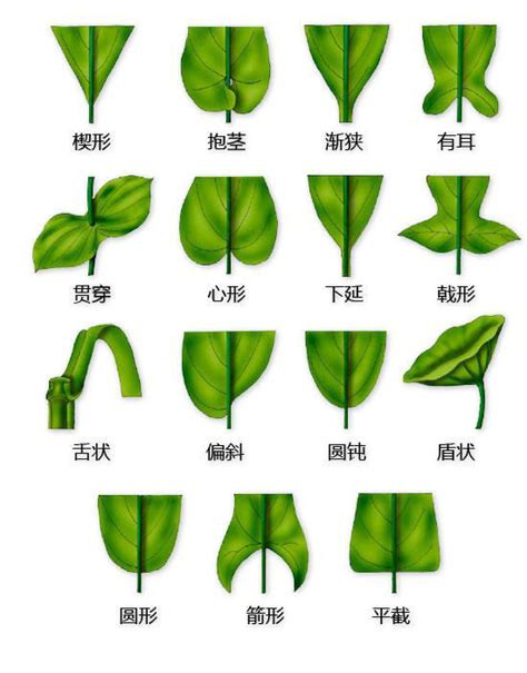 科学网—植物叶子的形状(叶形) - 王从彦的博文