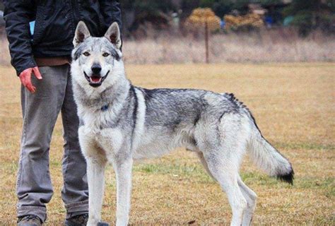 捷克狼犬，拥有狼的人耐力，犬的忠诚性格|捷克|狼犬|狼_新浪新闻