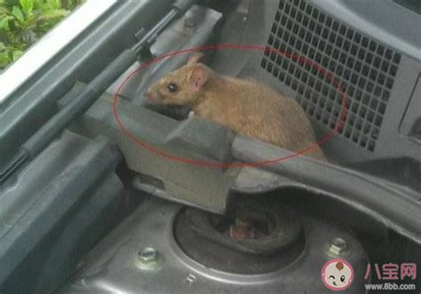 发动机舱进老鼠怎么防 为什么发动机会进老鼠 _八宝网