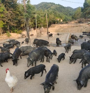 山沟沟里的藏香猪“致富经”-农村大众数字报